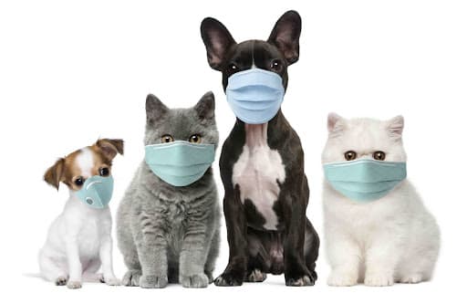 How to protect your pets (and your family) from radon